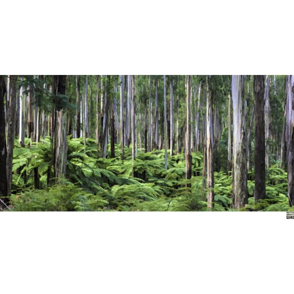 Nuts About Gums regnans forest Thumbnail