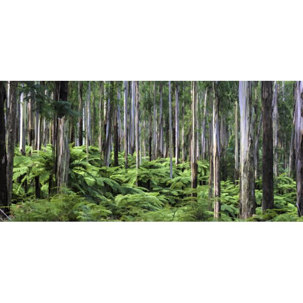 regnans forest Thumbnail